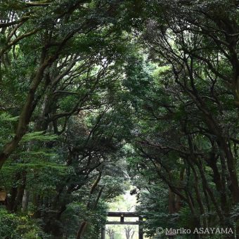 “明治神宫森林艺术节” 关联座谈会 “百年森林，与艺术”